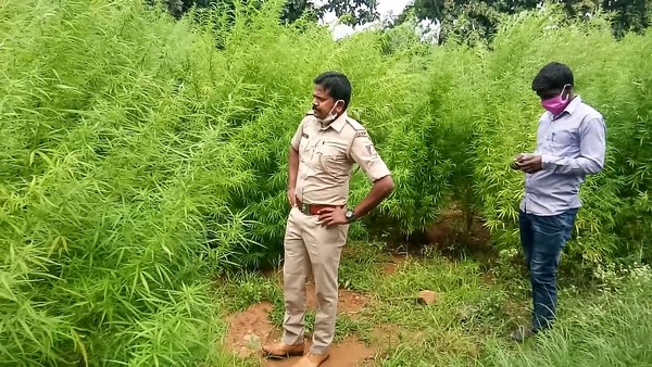  Chitradurga: Marijuana Crop On 4 Acres: 4 People Arrested