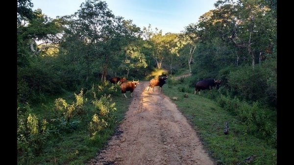  ಪ್ರವಾಸಿಗರ ಭೇಟಿಯಿಂದ 20 ಲಕ್ಷ ಆದಾಯ