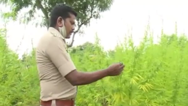 Chitradurga: 4 Crore Worth Of Marijuana Seized By Police In Rampura