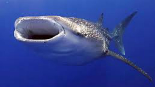 ನಾಶವಾಗುವ ಭೀತಿ