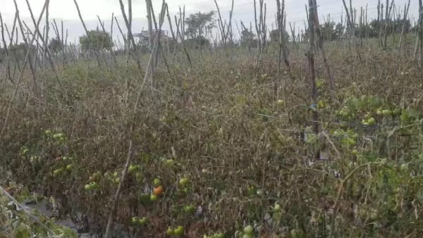 Kolar: Miscreants Sprayed Weed Killer And Destroyed 2 Acres Of Tomato Crops Kolar: Miscreants Sprayed Weed Killer And Destroyed 2 Acres Of Tomato Crops