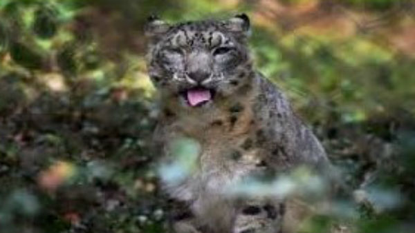 ವಿವಿಧ ಕಾರಣಗಳು