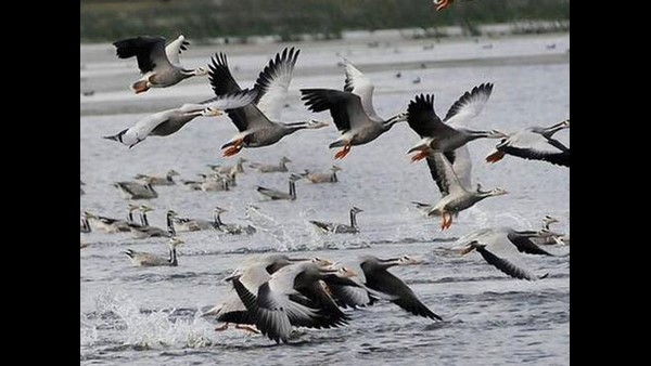 ಜಲಚರಗಳ ಅಳಿವು