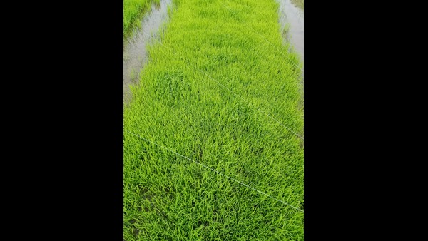 ಬೆಳೆ ಸಮೀಕ್ಷೆ ಸಫಲ