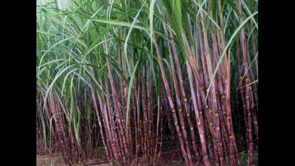 ಪ್ರತಿ ಟನ್‌ಗೆ 3,330 ರೂ. ಬೆಲೆ ನಿಗದಿ ಮಾಡಿ