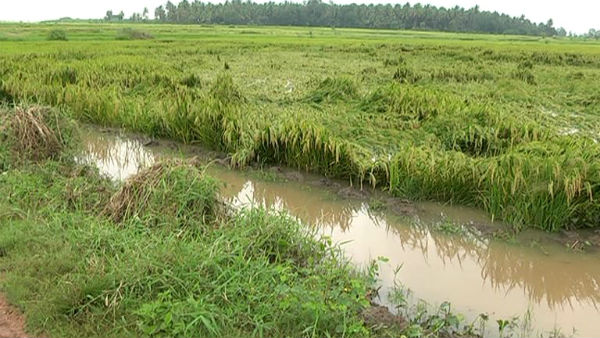 ಯಾವ ತಾಲ್ಲೂಕಿನಲ್ಲಿ ಎಷ್ಟು ಮಳೆ