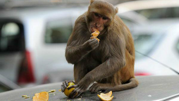 ಸುಳಿಯನ್ನು ತಿಂದು ಗಿಡವನ್ನೇ ನಾಶ ಮಾಡುತ್ತವೆ