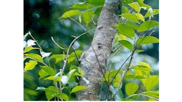 ಇನ್ಸ್ ಪೆಕ್ಟರ್ ನೇತೃತ್ವದ ತಂಡ ರಚನೆ ಇನ್ಸ್ ಪೆಕ್ಟರ್ ನೇತೃತ್ವದ ತಂಡ ರಚನೆ