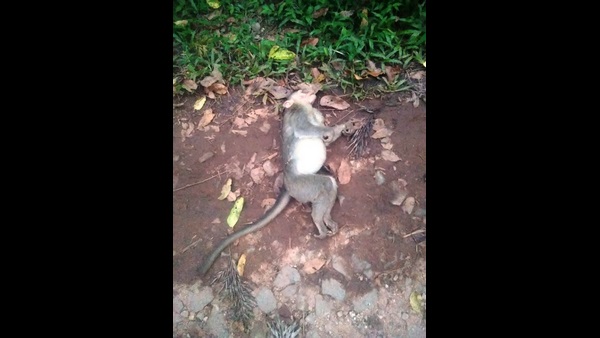 ಹುಲಿ ಚಿತ್ರ ಕಂಡರೆ ಮಾತ್ರ ಭಯ