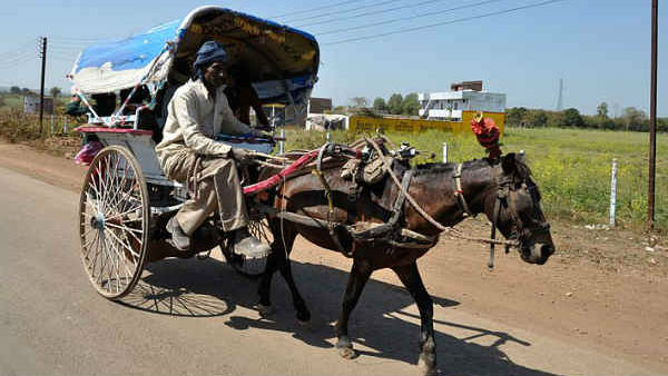 ಟಾಂಗಾಗಳಿಗೆ ಅಡ್ಡಗಾಲಾದ ವಾಹನಗಳು 