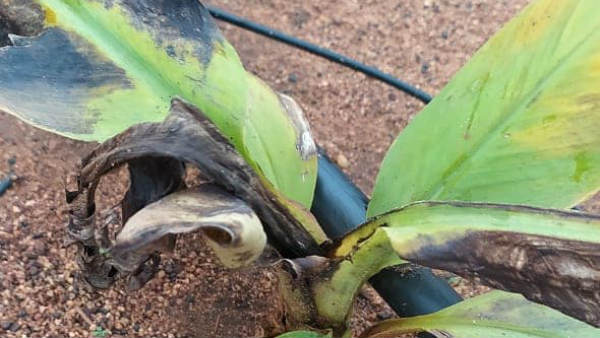 ಸೈನಿಕ ಹುಳುವಿನ ಕಾಟ