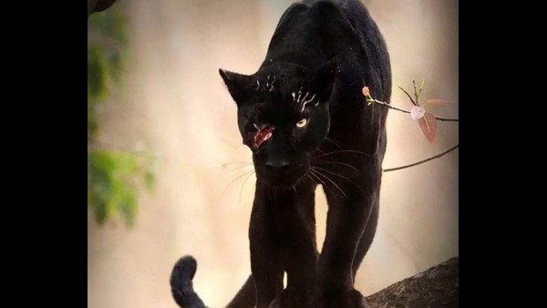  ಪುಳಕ ನೀಡುವ ಹಸಿರ ನಿಸರ್ಗ