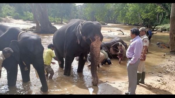 ದಸರಾದಲ್ಲಿ ಬಂಡೀಪುರದ ಆನೆಗಳು ಭಾಗವಹಿಸುತ್ತಿಲ್ಲ