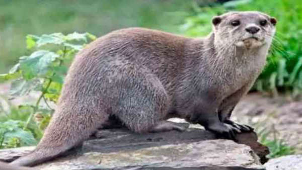 ಕೊರೊನಾವೈರಸ್ ಗೆ 60 ಸಾವಿರ ಮಿಂಕ್ ಗಳು ಸಾವು ಕೊರೊನಾವೈರಸ್ ಗೆ 60 ಸಾವಿರ ಮಿಂಕ್ ಗಳು ಸಾವು