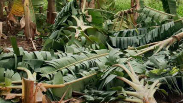 ವಿವಿಧ ಜಿಲ್ಲೆಗಳಲ್ಲಿ ಮಳೆ