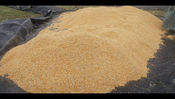 Continuous Rainfall In Ballari District: Damaged Maize 