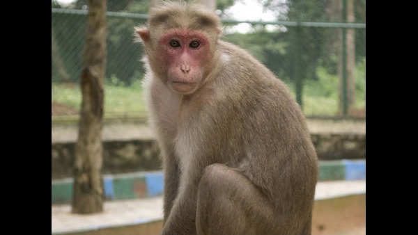 ಕಾಫಿಯನ್ನು ಸಂಪೂರ್ಣವಾಗಿ ಕಿತ್ತು ಬಾಯಿಗೆ ಹಾಕಿಕೊಳ್ಳುತ್ತಿವೆ