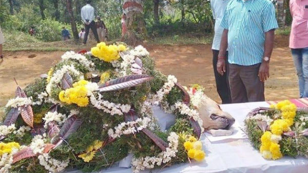 Kodagu Police Dog Squad Member, 7-Year-Old Rambo, Passed Away While On Duty In Mangaluru