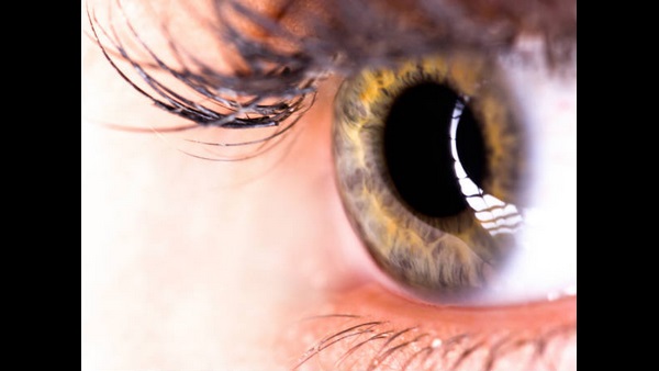  ಮೂರು ಪದರಗಳಿಂದ ರಚನೆಯಾಗಿರುವ ಕಣ್ಣುಗುಡ್ಡೆ