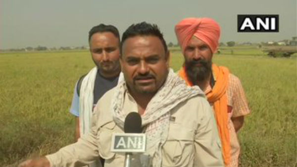 Punjab: Farmers Burn Stubble In Their Fields In Wadala Johal village of Amritsar