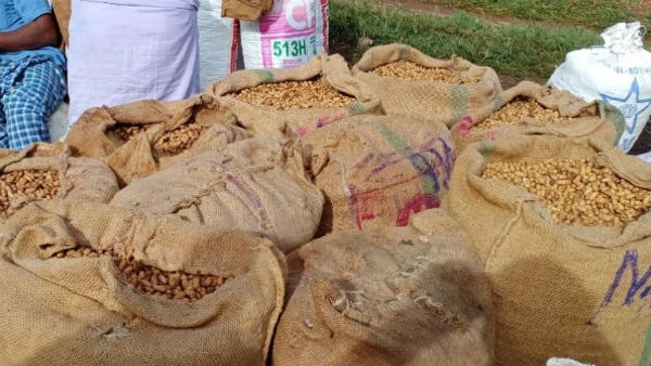  ಆಂಧ್ರದ ಕಡಲೆಕಾಯಿಂದ ಬೆಲೆ ಕುಸಿತ 