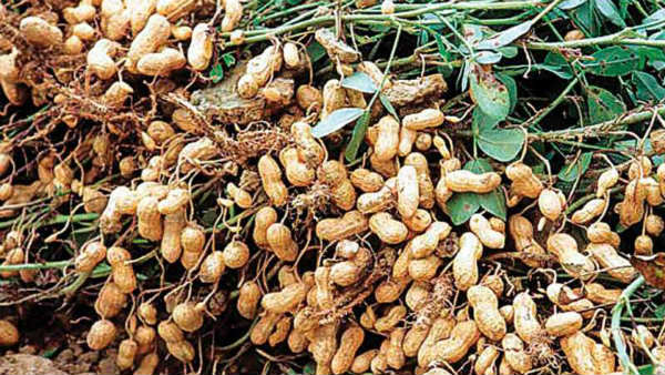  ತಲೆಮೇಲೆ ಕೈಹೊತ್ತು ಕೂತ ರೈತರು 