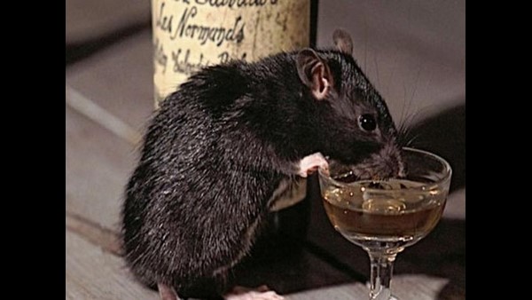 ಇಲಿಗಳೇ ಕುಡಿದವಂತೆ 11000 ಮದ್ಯದ ಬಾಟಲಿಗಳನ್ನು! 