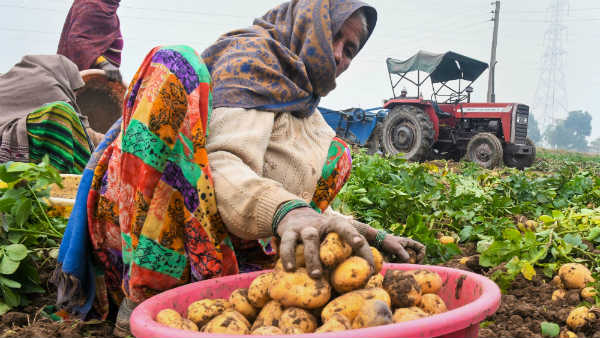 ಎಲೆಯನ್ನು ಆವರಿಸುತ್ತದೆ