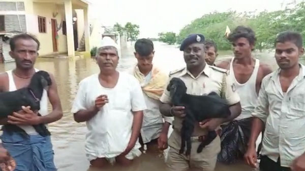 ಕುರಿಮರಿ ರಕ್ಷಣೆಯ ಹೈಡ್ರಾಮಾ!