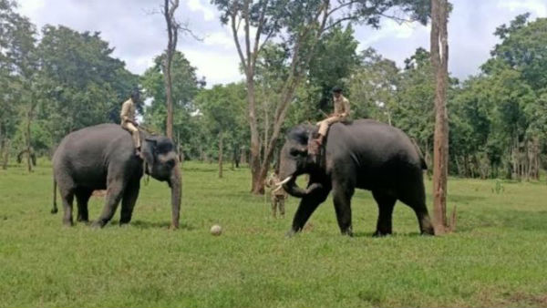  ಮಾವುತರ ಮಾತಿಗೆ ತಲೆದೂಗುವ ಗಜಪಡೆ 