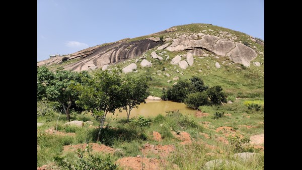 Tumakuru: Shivakumar Swamiji Biodiversity Forest In Mandaragiri