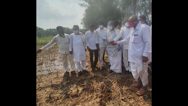 ಶೇಕಡಾ 60ಕ್ಕಿಂತ ಹೆಚ್ಚು ಪ್ರದೇಶದಲ್ಲಿ ದ್ವಿದಳ ಧಾನ್ಯ ಬೆಳೆ ನಾಶ