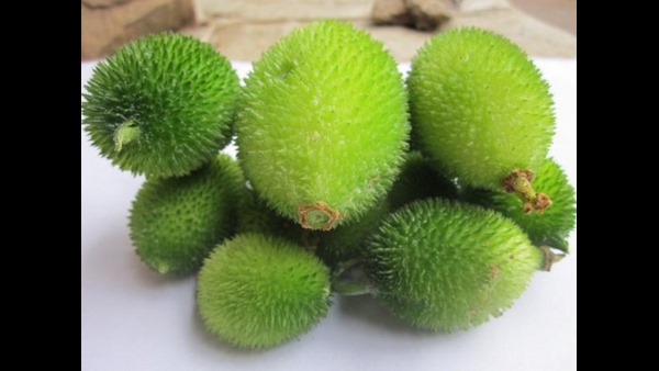  ಚೆಟ್ಟಳ್ಳಿ ತೋಟಗಾರಿಕಾ ಕೇಂದ್ರದಲ್ಲಿ ವಂಶಾಭಿವೃದ್ಧಿ 