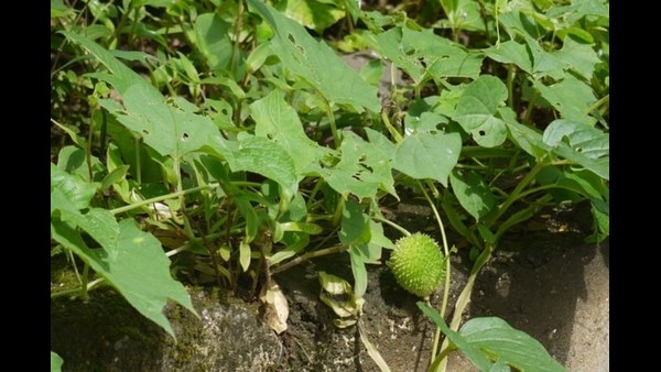  ರೈತರಿಗೆ ಆದಾಯ ತರುವ ಕೃಷಿಯಾಗುತ್ತಾ? 