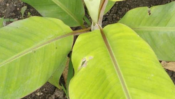 ಗಡ್ಡೆ ಕೊರೆಯುವ ಹುಳು