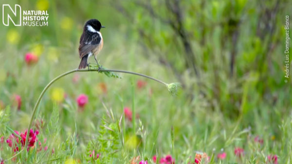 Spain Boy Andrés Luis Dominguez Blanco Wins Wildlife Photographer Of The Year 2020 Spain Boy Andrés Luis Dominguez Blanco Wins Wildlife Photographer Of The Year 2020