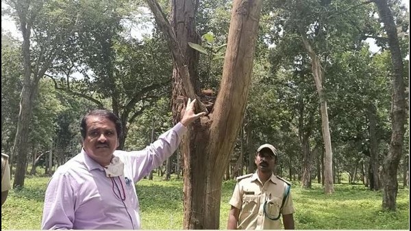  13 ವಲಯಗಳಲ್ಲಿ ಕನಿಷ್ಠ 10 ಸಾವಿರ ಗಿಡಗಳು