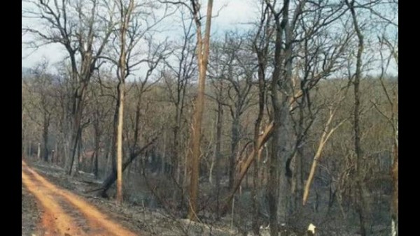  ಎಲ್ಲ ಅರಣ್ಯ ವಲಯಗಳಲ್ಲಿಯೂ ಪ್ರಯೋಗ