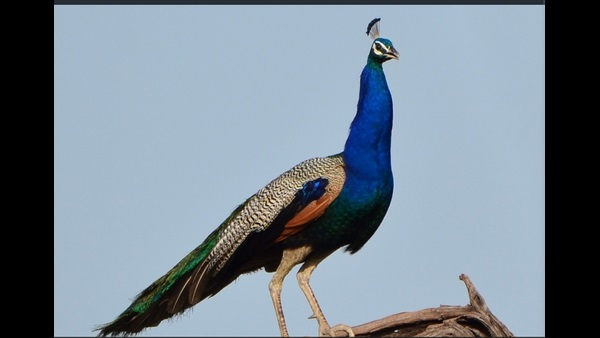  ಪಕ್ಷಿತಜ್ಞರಿಗೆ ಪ್ರಿಯವಾದ ತಾಣ