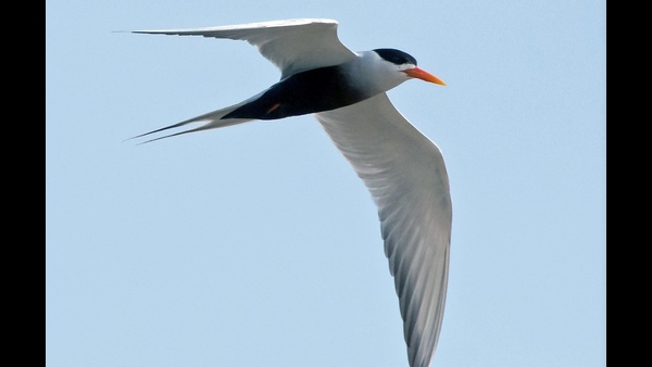  ನ.12 ಸಲೀಂ ಅಲಿ 125ನೇ ಜನ್ಮದಿನ