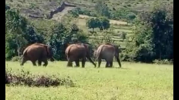  ಜಮೀನಿಗೆ ತೆರಳಲು ರೈತರಿಗೆ ಭಯ 