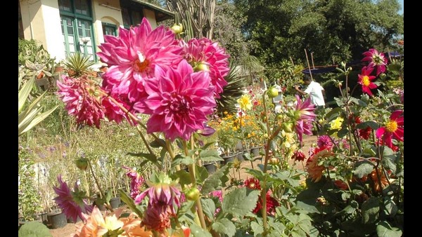  ಗಿಡಗಳಿಗೆ ಕೋಲಿನ ಆಸರೆ ನೀಡಬೇಕು 