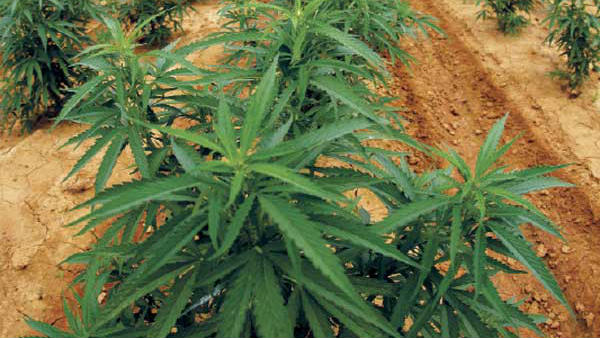 ಜಗತ್ತಿನ 40 ದೇಶಗಳಲ್ಲಿ ಲೀಗಲ್ 