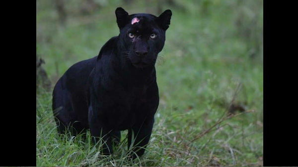 Mysuru: A Black Leopard Who Once Again Appeared In Nagarahole Forest