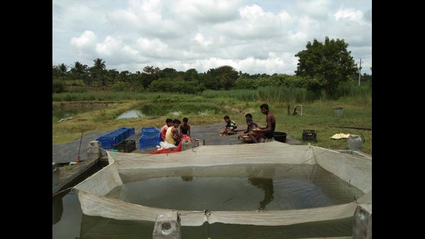  ಮೀನು ಸಾಕಣಿಕೆಯಿಂದ 10 ಲಕ್ಷ ಲಾಭ