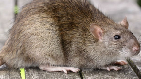  ಇಲಿ, ಕಪ್ಪೆ ಕಾಟಕ್ಕೆ ಮಹೇಶ್ ಹೊಸ ತಂತ್ರ 