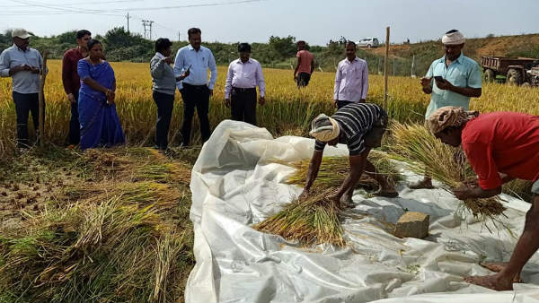 ಬೇಸಿಗೆ ಹಂಗಾಮಿನ ಬೆಳೆ