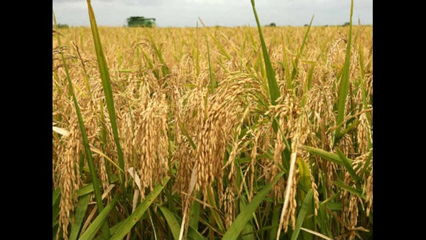  ಭತ್ತದ ಮಾದರಿ ಕಡ್ಡಾಯ