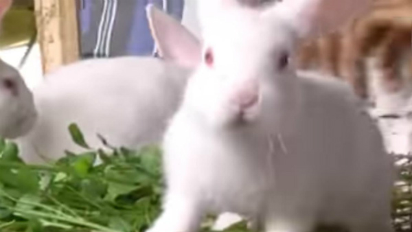  ಹೆಚ್ಚೇನು ಶ್ರಮ ಬೇಡದ ಮೊಲ ಸಾಕಣೆ