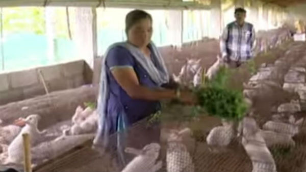  ಮೊಲಗಳಿಗೆ ರೋಗ ರುಜಿನಗಳೂ ಕಡಿಮೆ